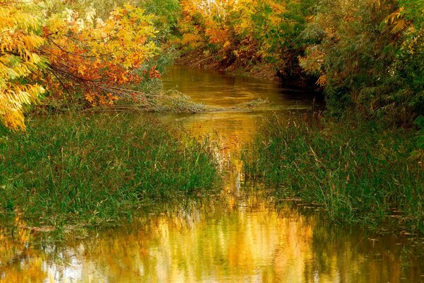 Rzeka porośnięta trawą między drzewami