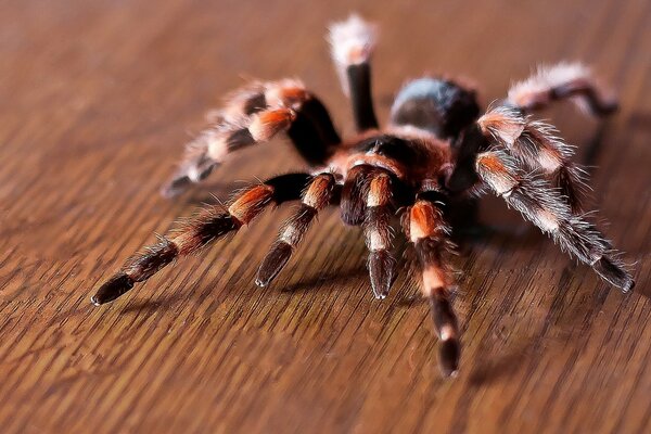 Hairy spider tarantula danger bite fear