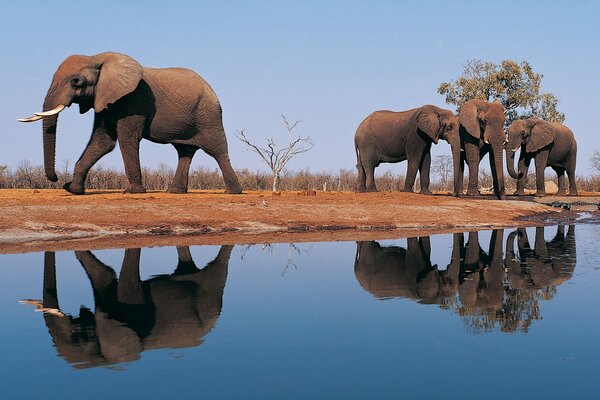 Plusieurs éléphants dans la nature