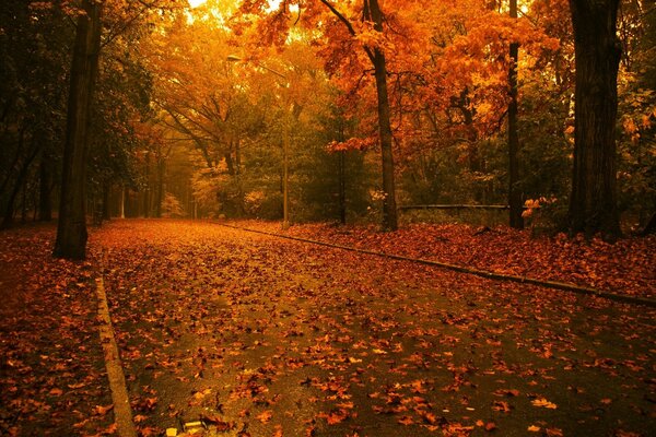 Callejón de otoño en tonos carmesí