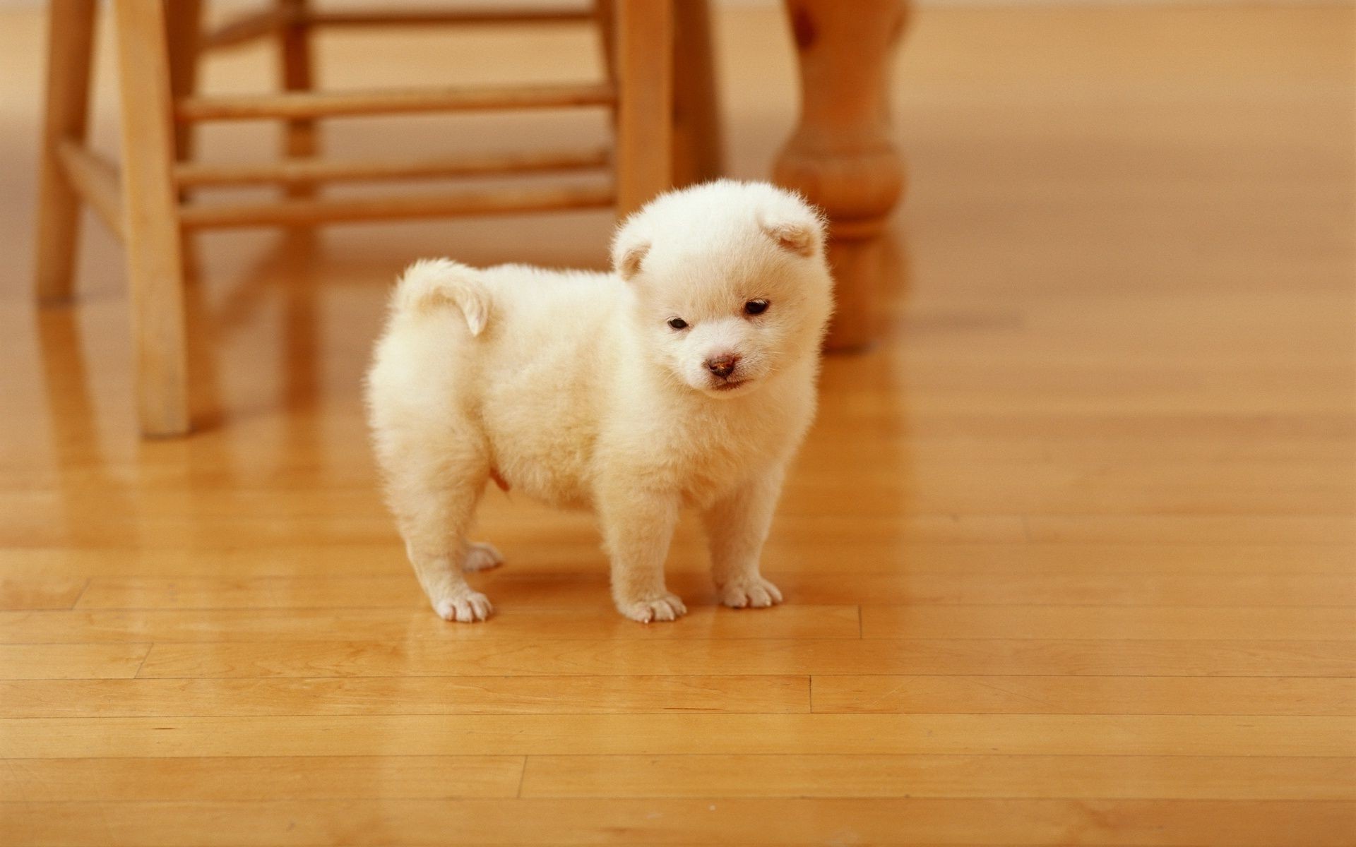 chien mammifère mignon chien portrait enfant unique animal de compagnie