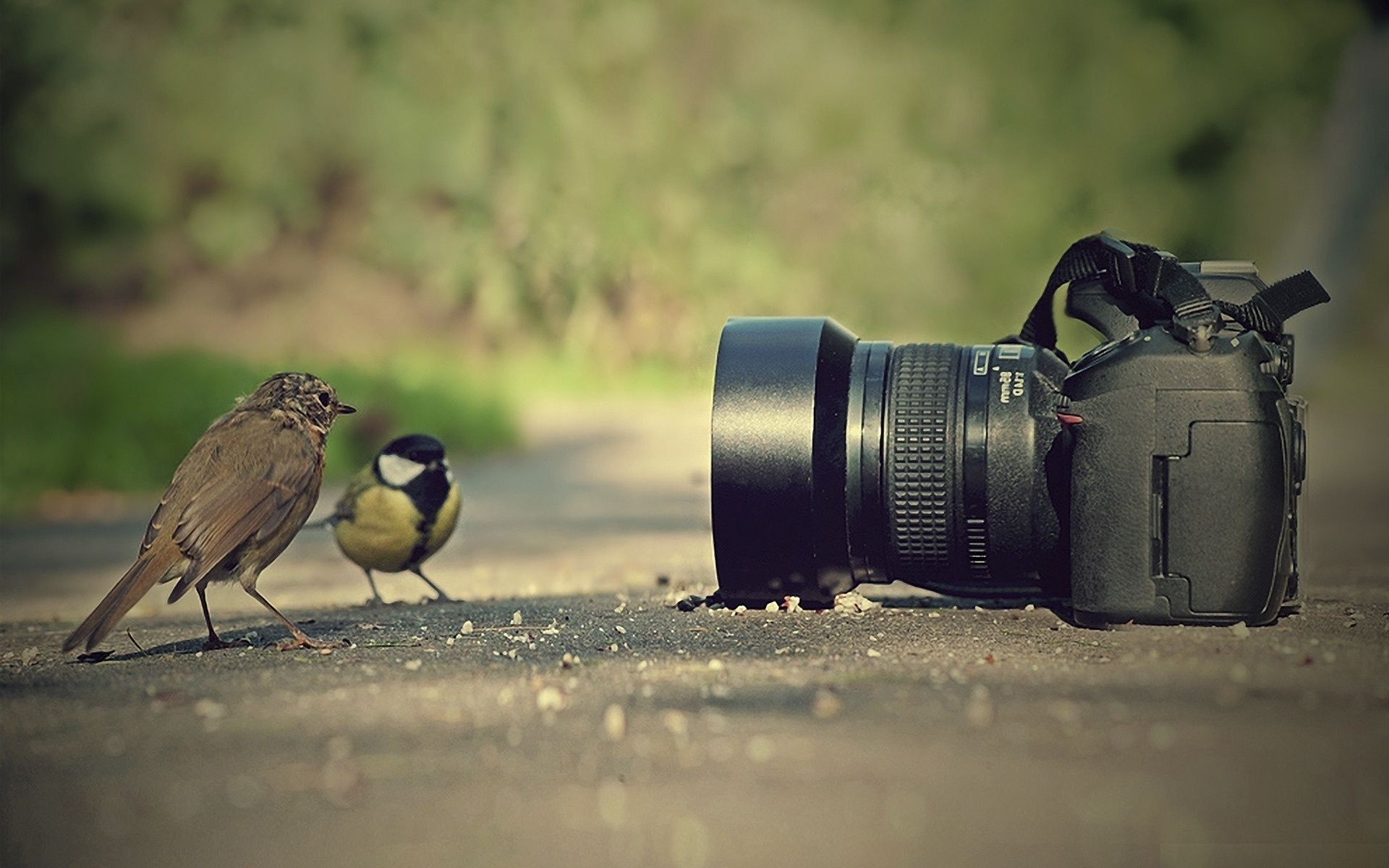 animals bird lens one beach telephoto outdoors zoom