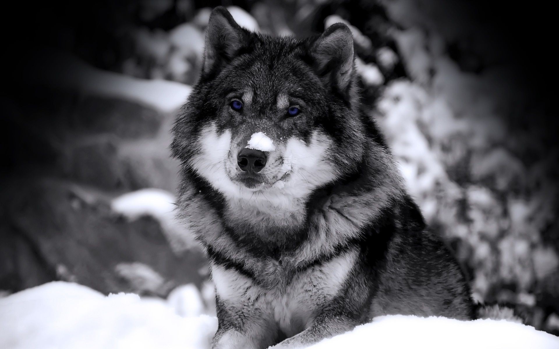 animals mammal portrait canine dog winter wolf snow one eye