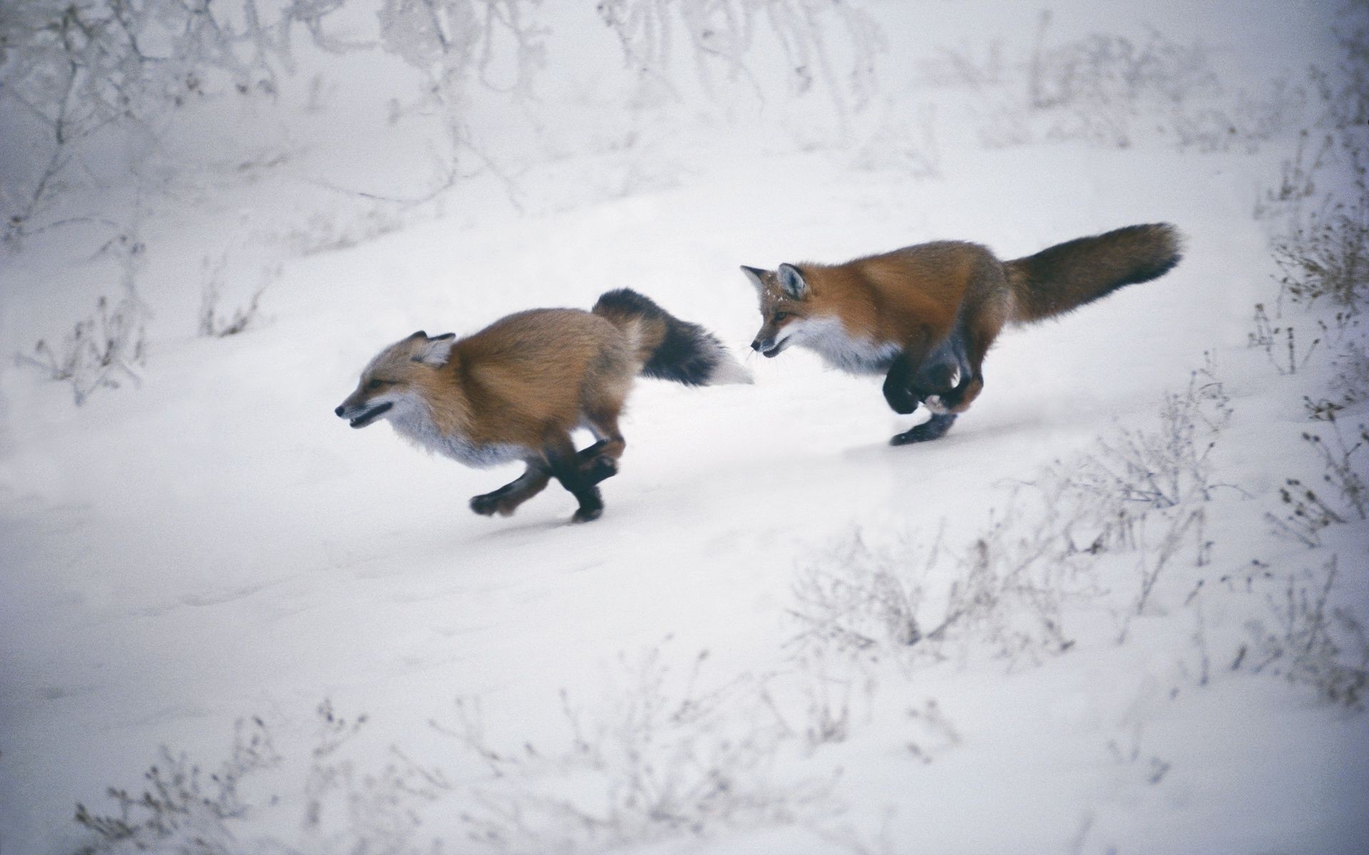 fox snow winter mammal cold outdoors wildlife daylight one