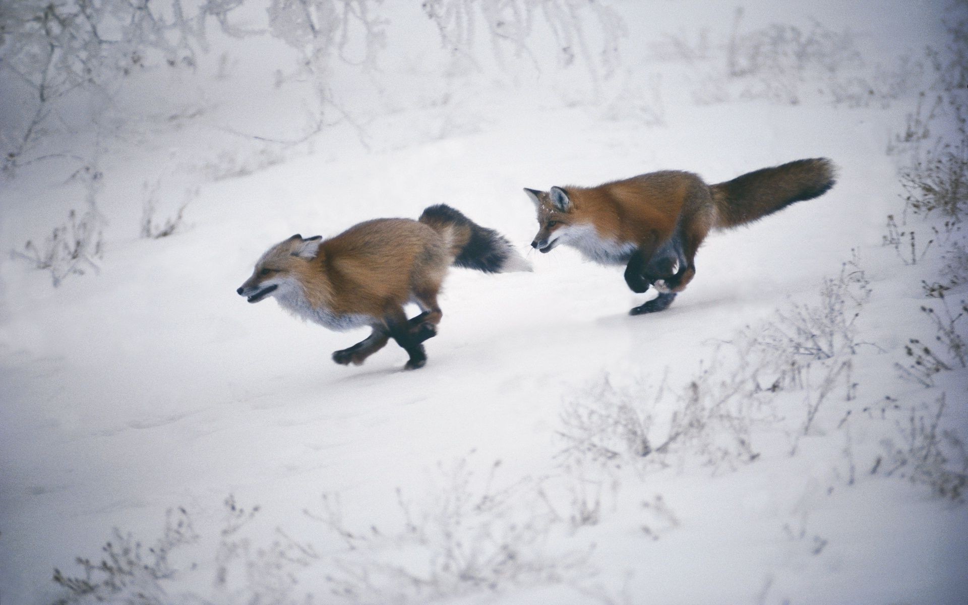 renard neige hiver mammifère froid en plein air la faune lumière du jour unique