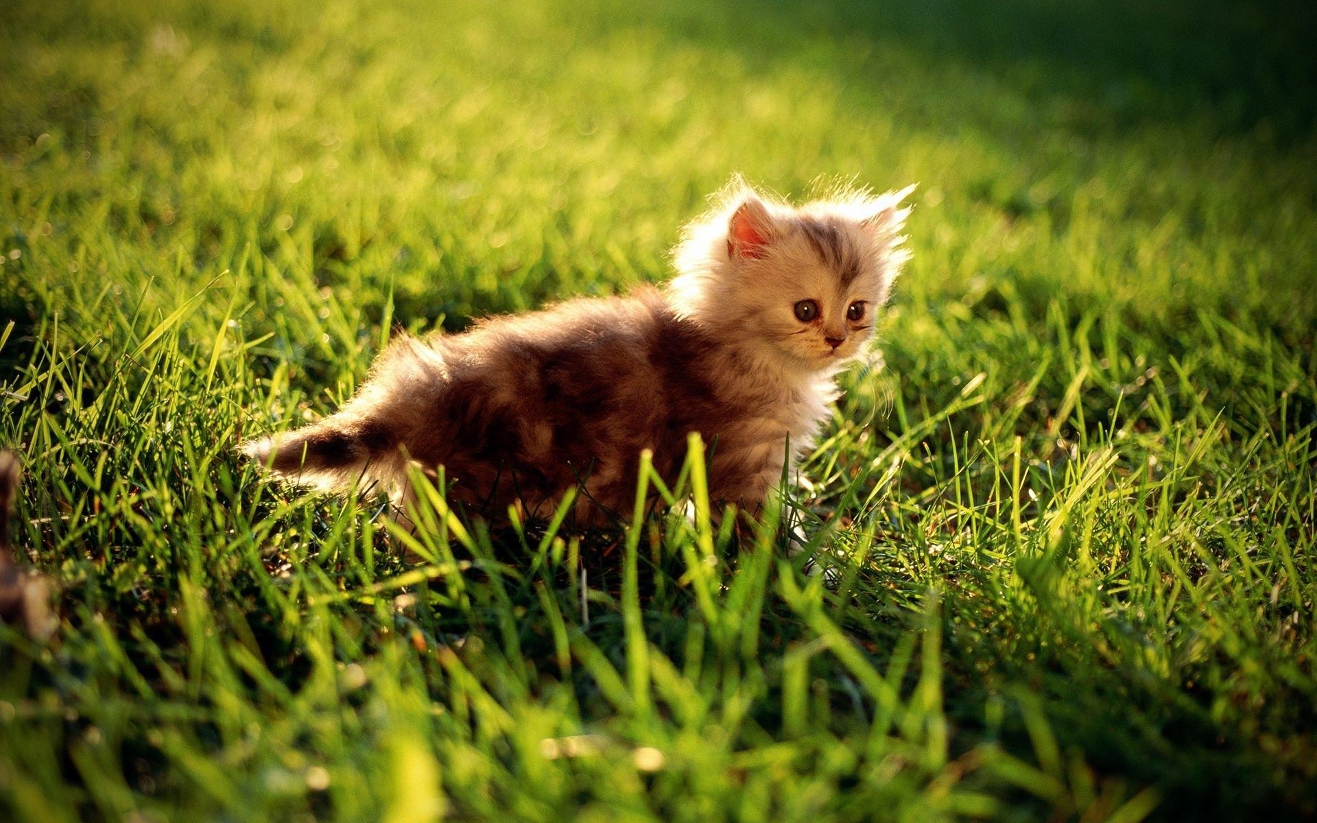 katzen gras tier niedlich katze wenig heuhaufen feld jung natur säugetier haustier fell kind kätzchen porträt