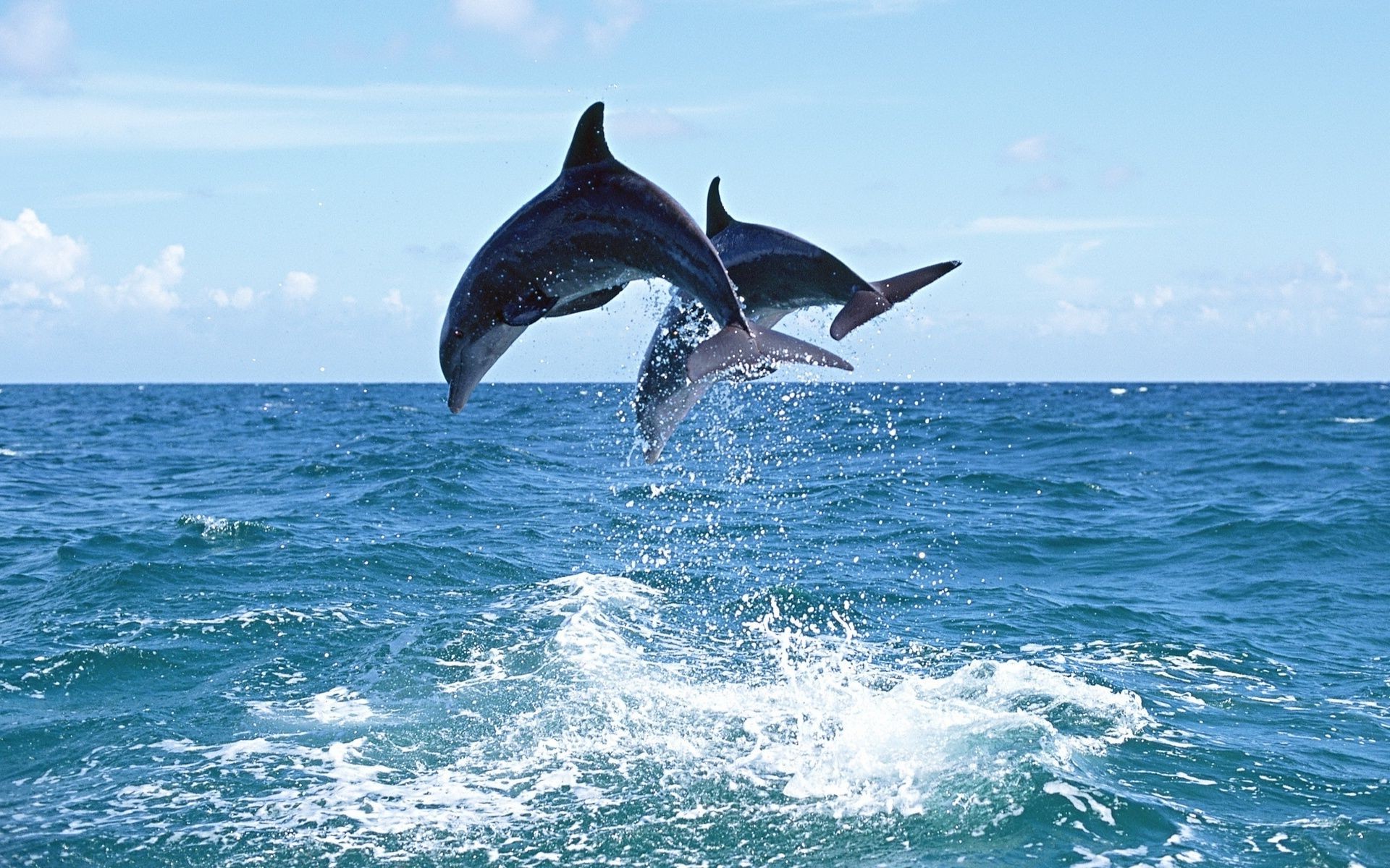 delfín agua océano mar sopladores ballena naturaleza al aire libre natación aleta