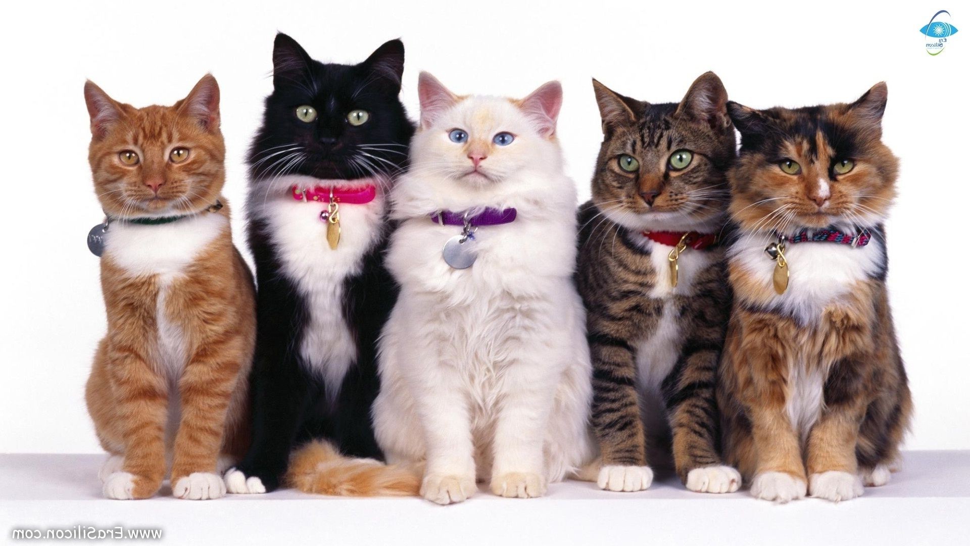 gatos gato fofa gatinho animal de estimação animal de estimação amizade pequeno doméstico sentar jovem pele visualização bigodes mamífero engraçado puro-sangue olho para baixo