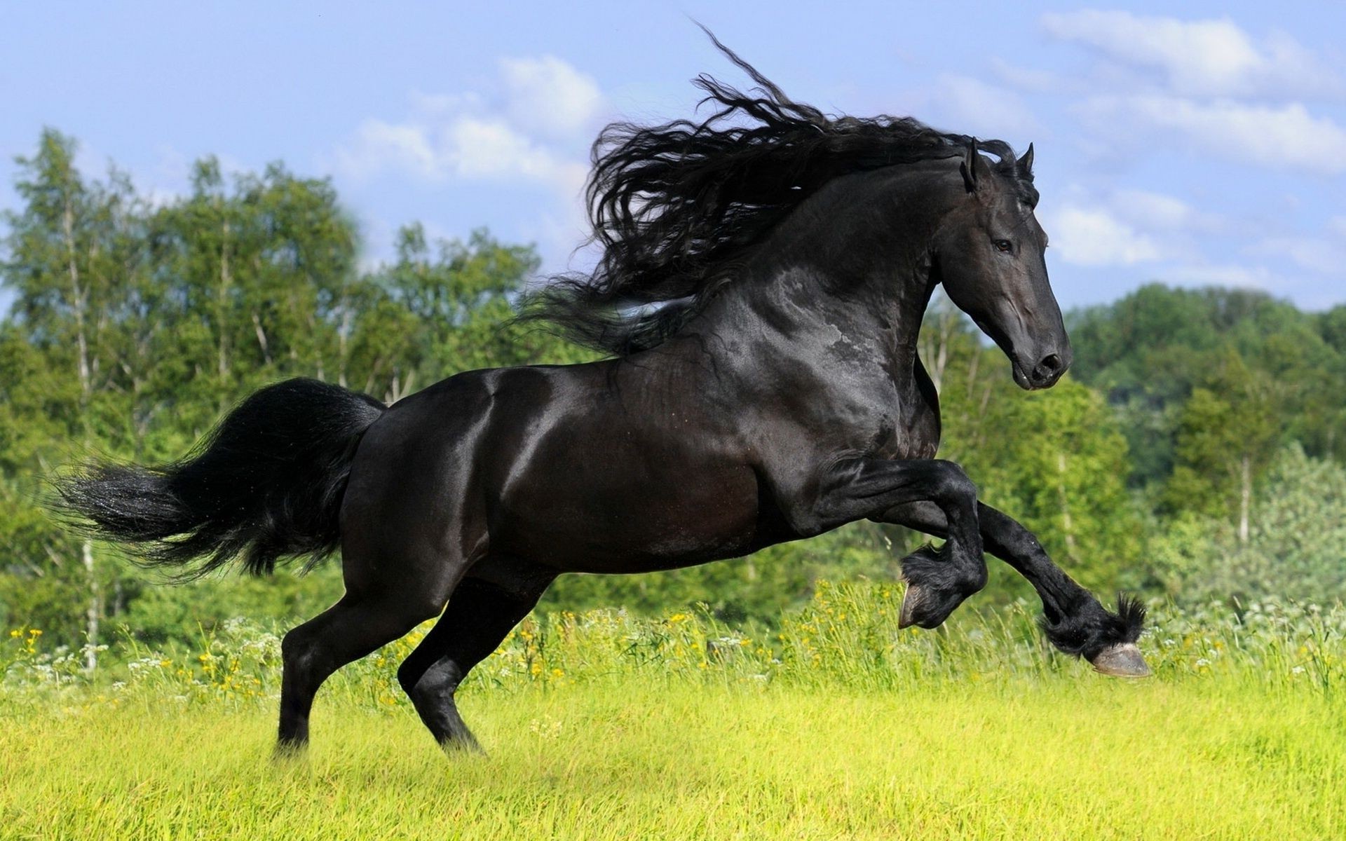 cavalos mamífero cavalaria cavalo mare garanhão equestre mane animal grama criação de cavalos feno campo fazenda pasto skoko pônei puro-sangue sentado pastagens