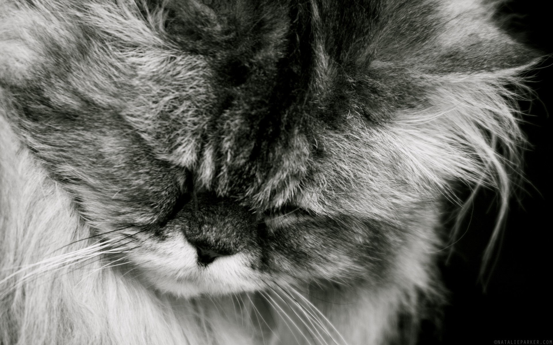 katze katze kätzchen haustier fell tier porträt flaumig säugetier niedlich grau auge haar schlaf schnurrbart flauschig wenig inländische tabby monochrom ein tiere