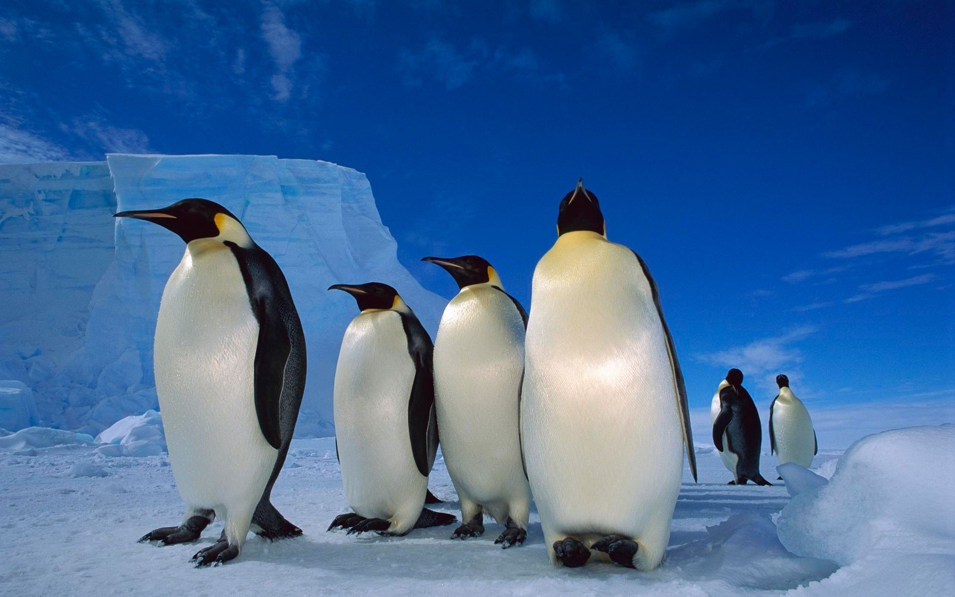 природа льдины лед Антарктида море пингвины животные камни берег без смс