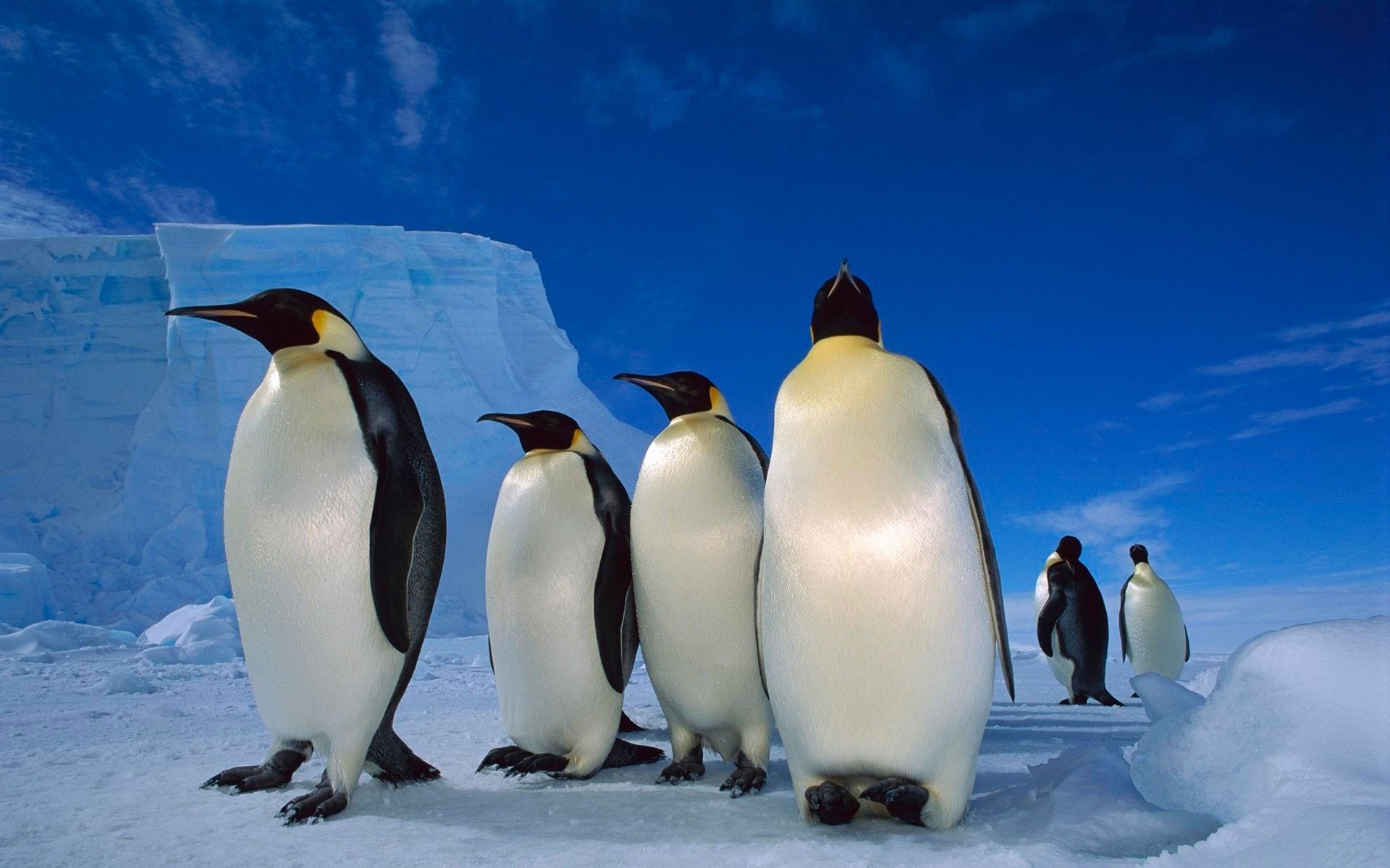 pinguin pinguine frostig schnee kälte eis tierwelt vogel winter polar antarktis eisberg natur im freien ozean reisen meer gefroren wasser