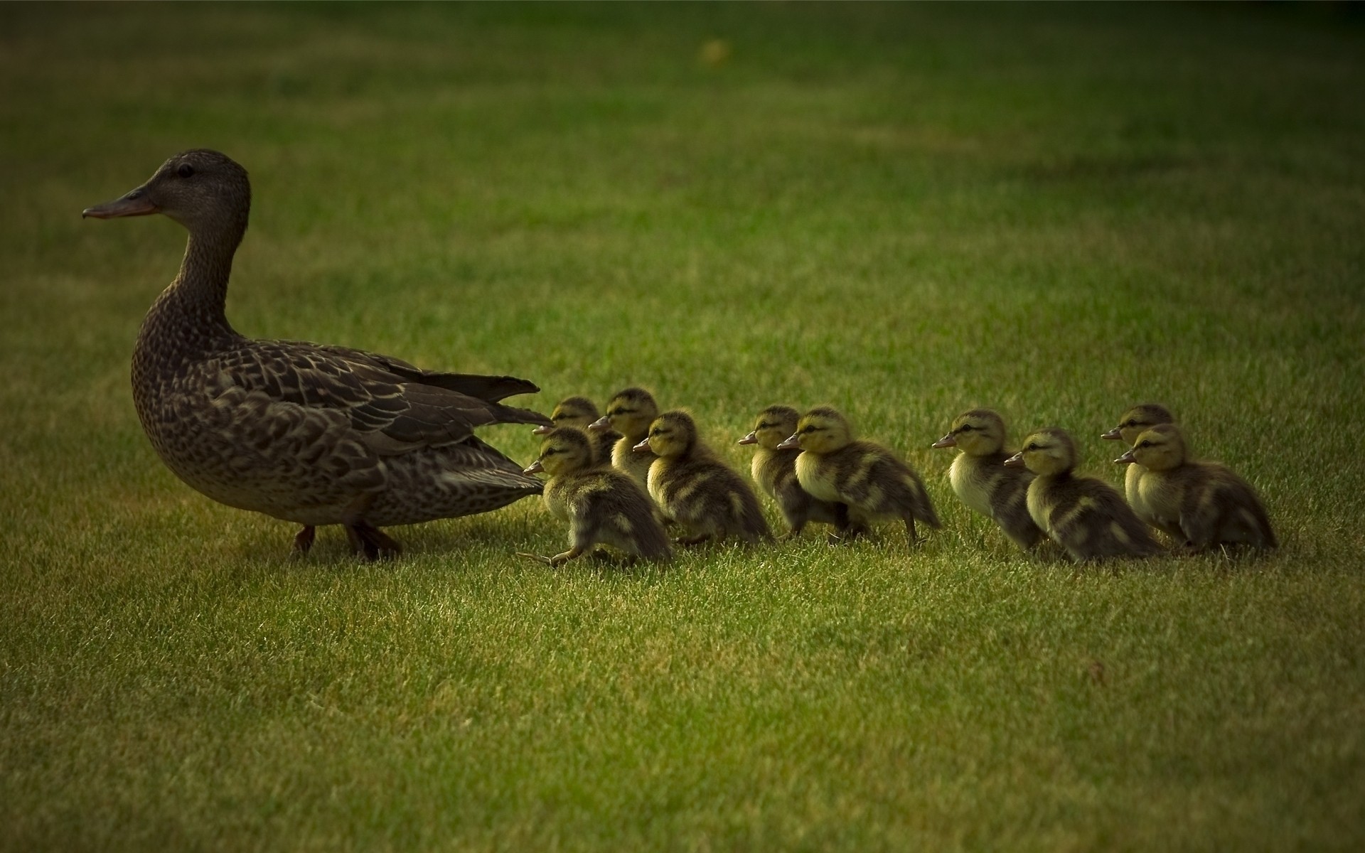 poussins oie canard oiseau sauvagine oiseaux faune herbe animal caneton nature colvert animaux