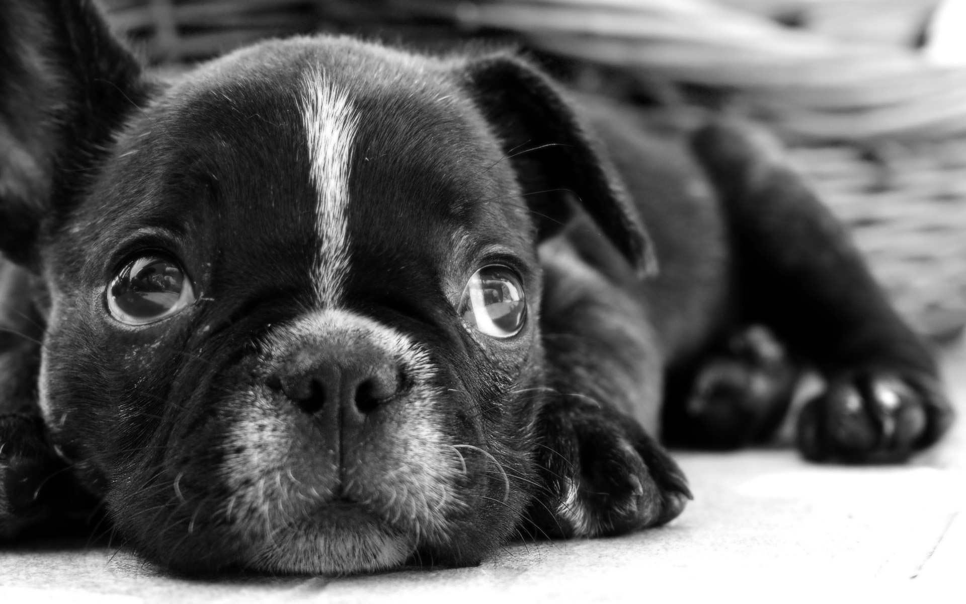 chien chien mignon animal portrait animal chiot mammifère adorable cynologue petit domestique monochrome race sommeil animaux