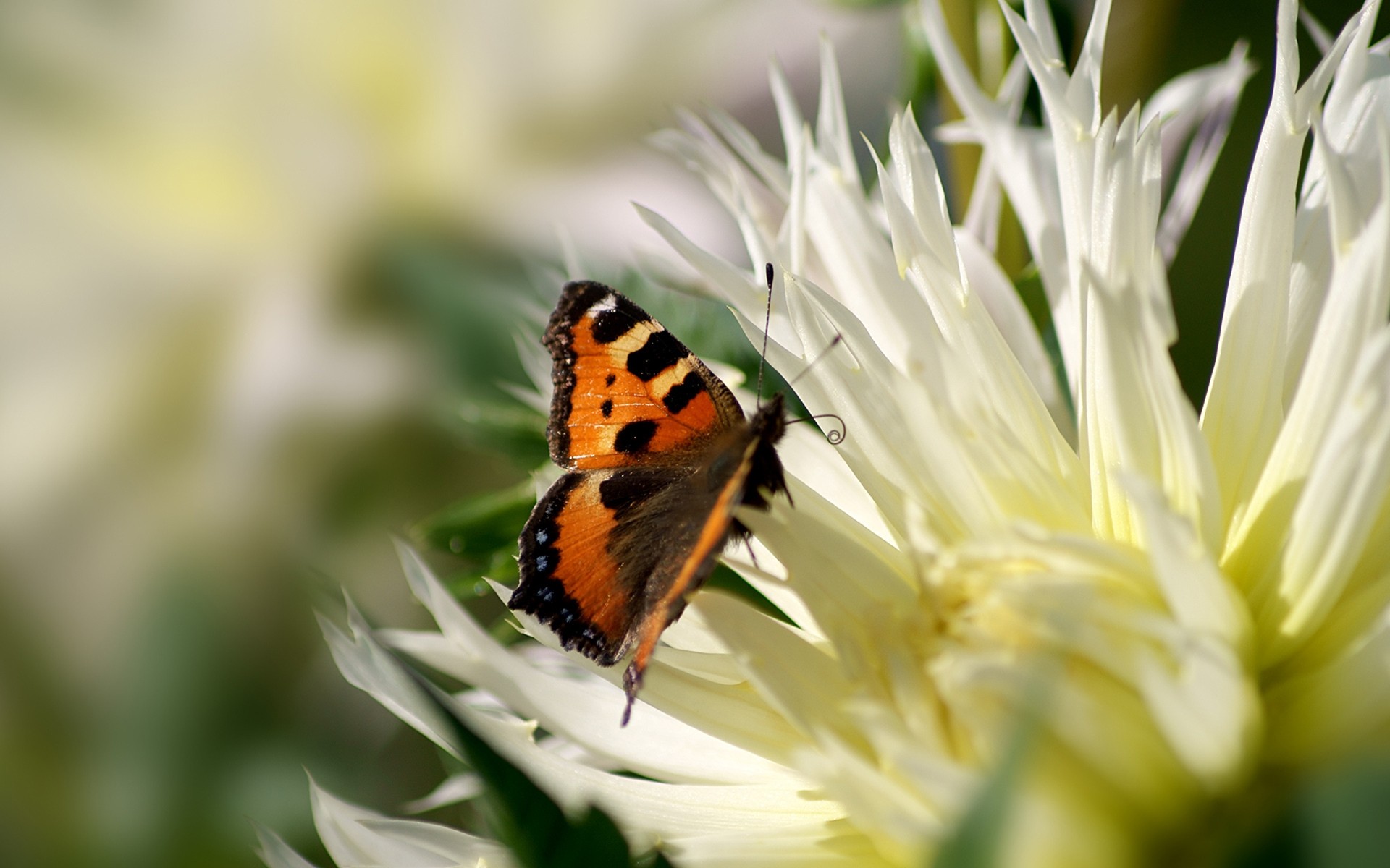 insects nature flower summer insect flora garden butterfly bright leaf outdoors background