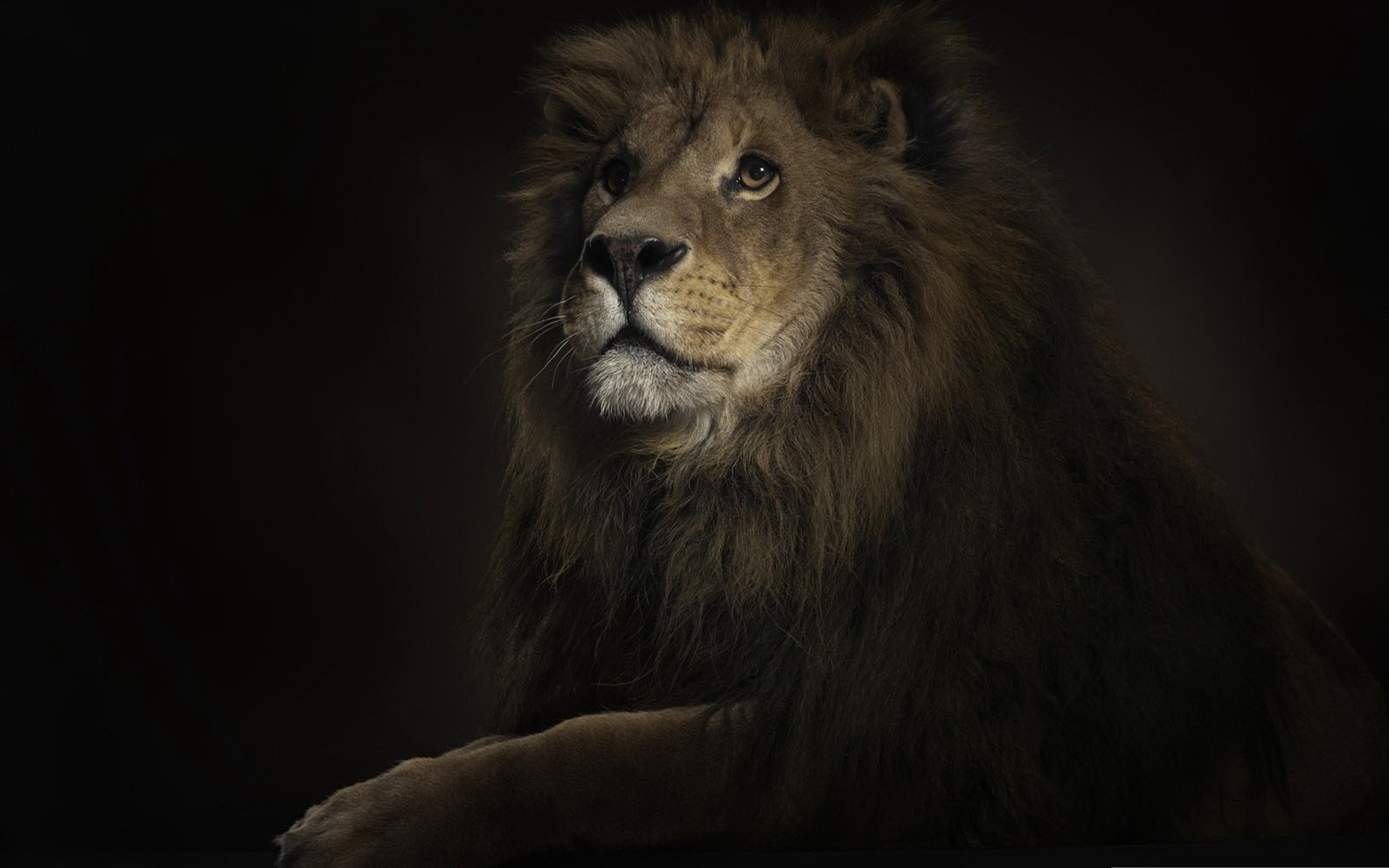 animals mammal cat lion portrait wildlife one