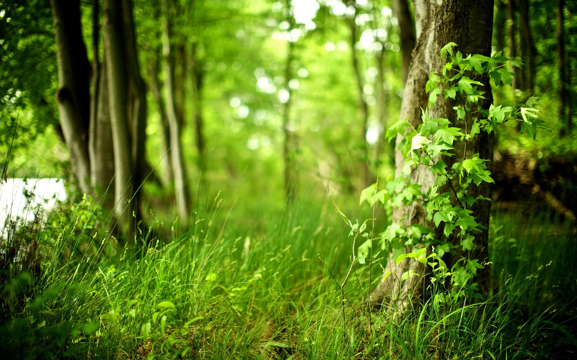 bahar ahşap doğa yaprak ağaç park manzara çimen yaz şafak açık havada güzel havalarda güneş flora büyüme çevre yemyeşil doğal çiçek