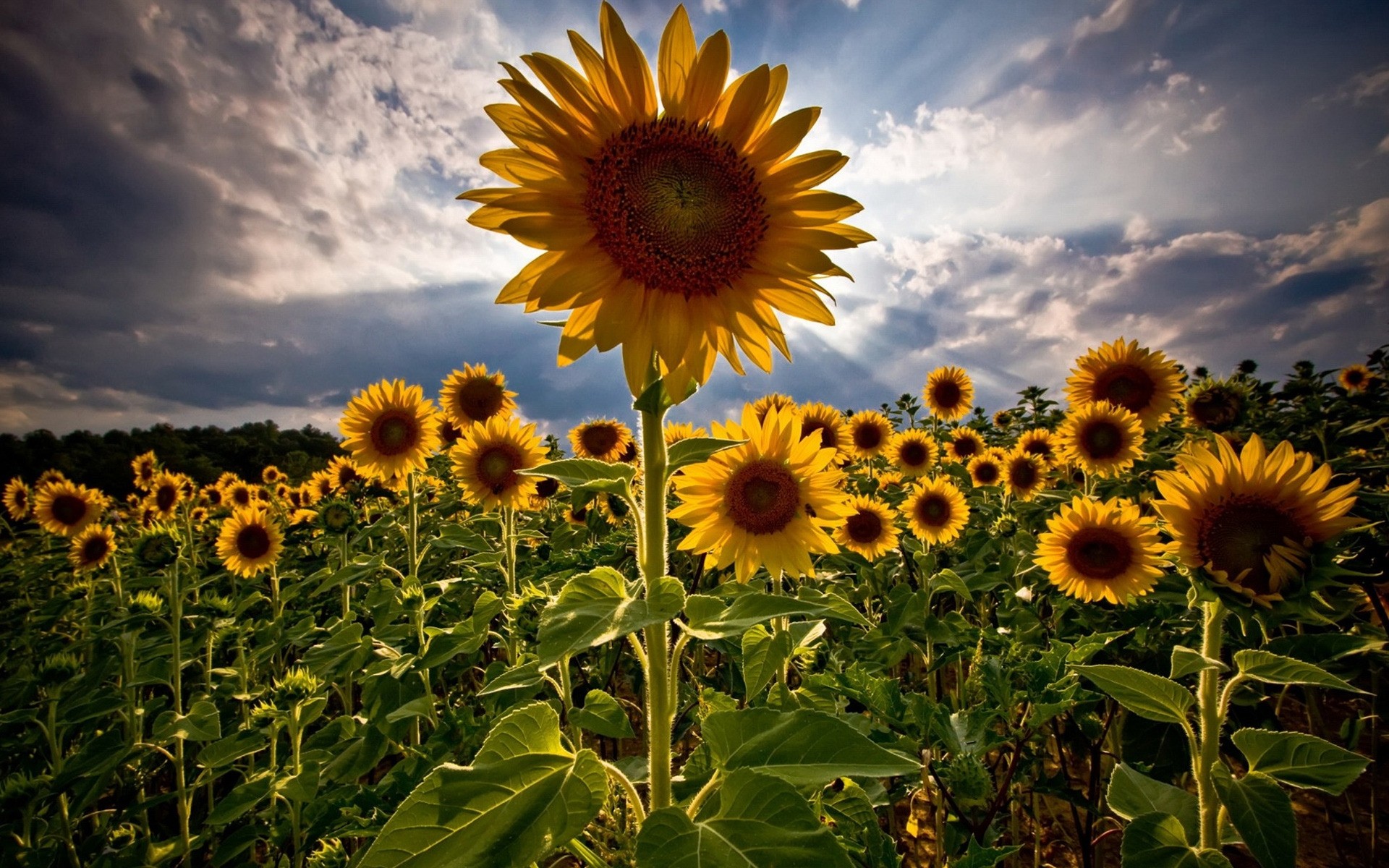 fiori natura flora girasole estate fiore campo foglia sole luminoso rurale crescita soleggiato agricoltura bel tempo colore floreale stagione bella seme