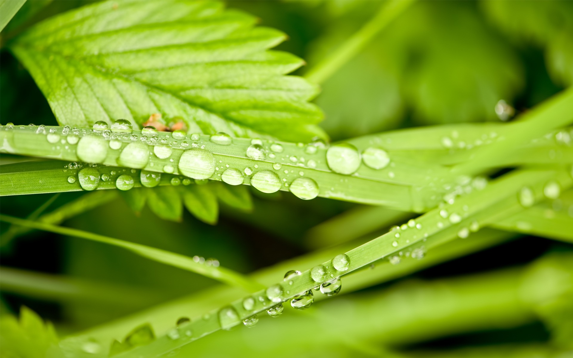 plants dew leaf rain drop flora growth nature wet droplet raindrop freshness purity garden environment summer water