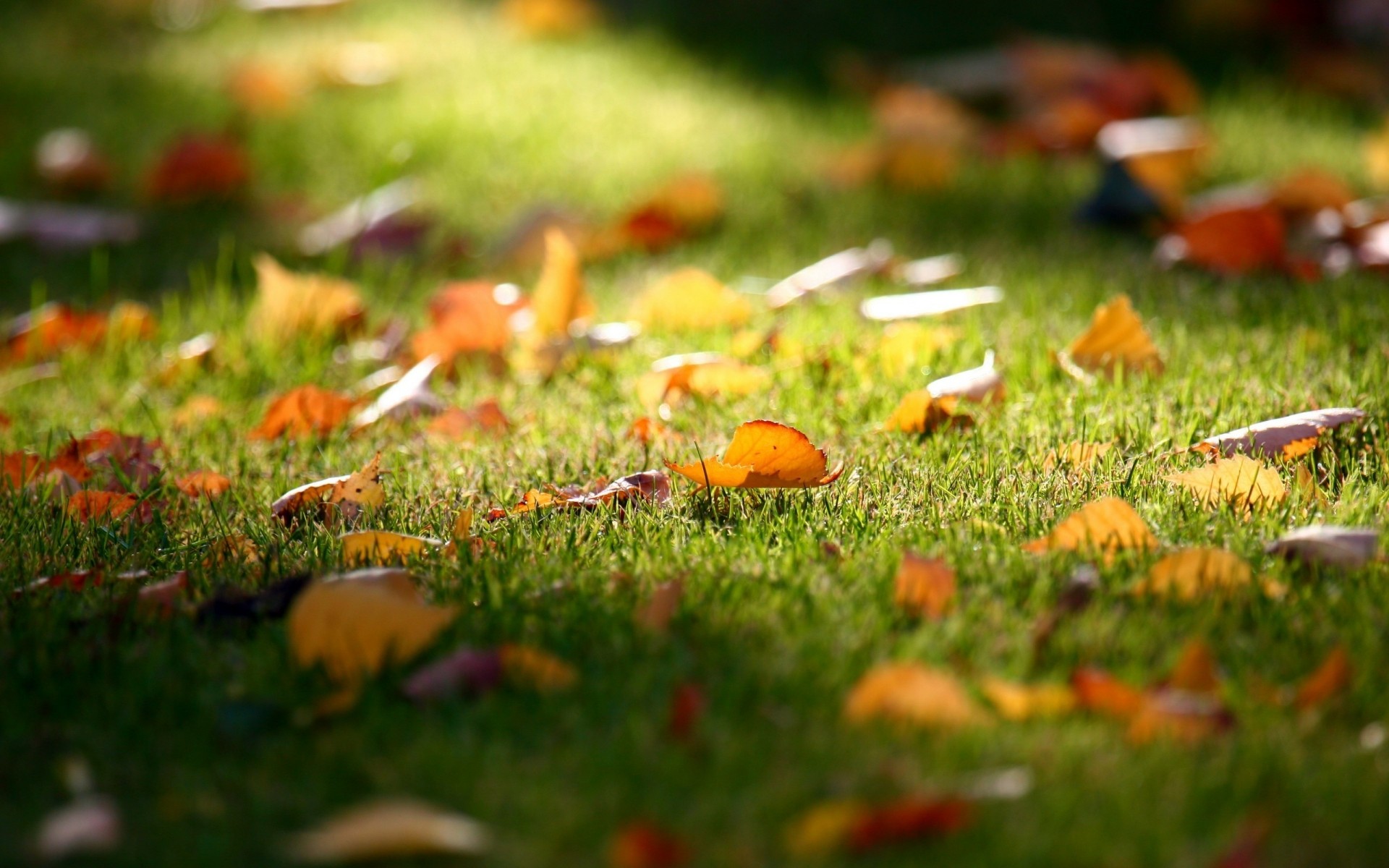 autumn grass fall ground nature leaf outdoors season lawn park garden flora mushroom hayfield summer growth field color fungus wood scenary background