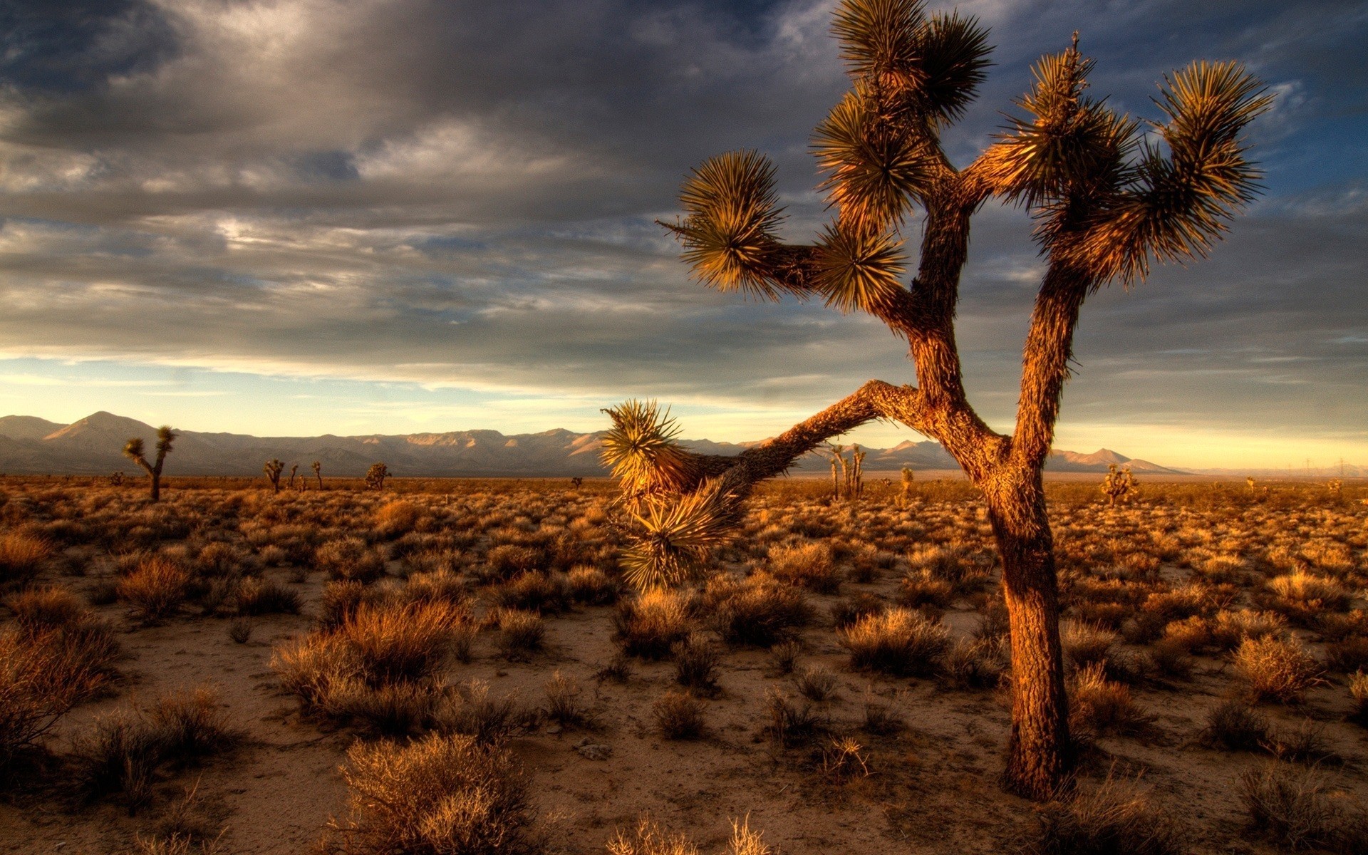 cenário deserto pôr do sol paisagem seco árvore natureza céu ao ar livre amanhecer noite arid sol crepúsculo fundo cenário