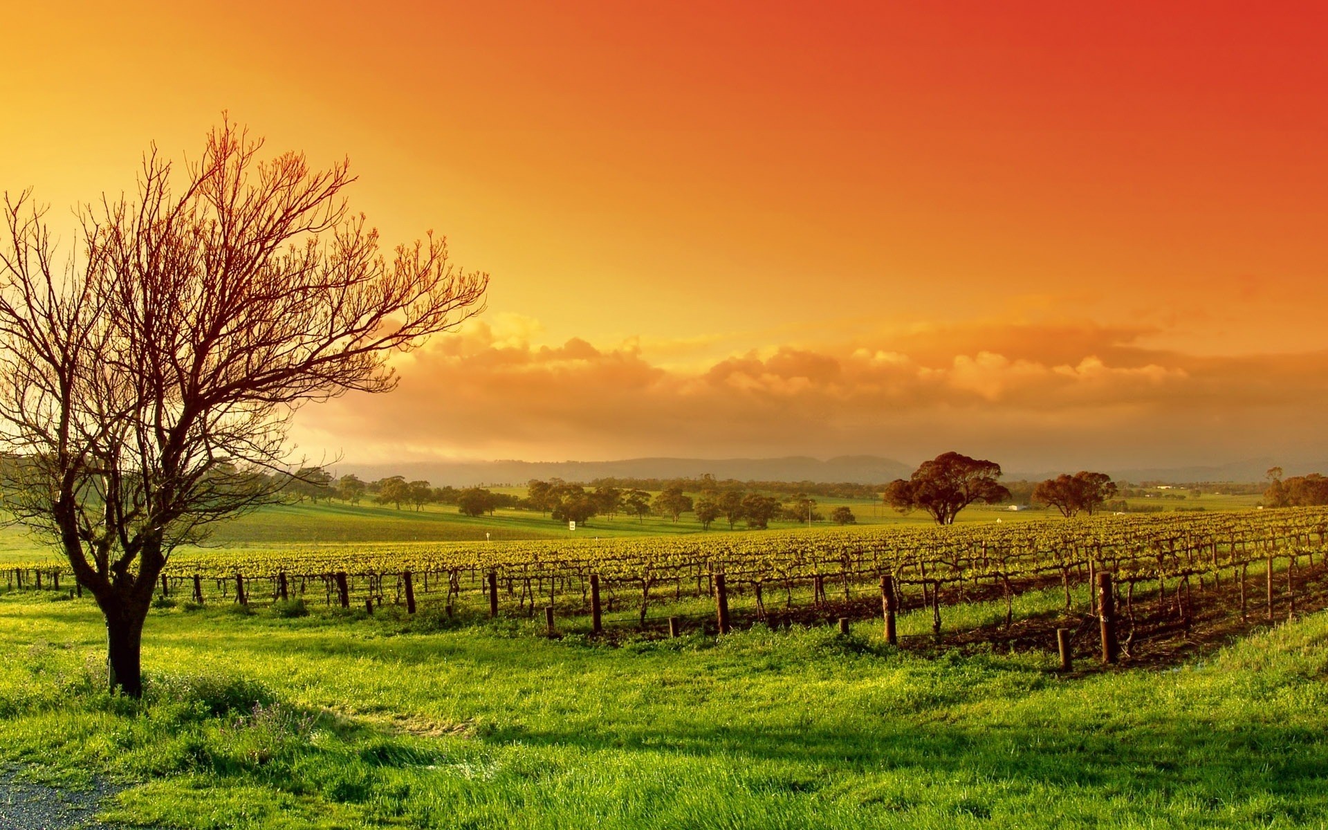 paisagens paisagem natureza árvore rural rural campo ao ar livre agricultura amanhecer grama pôr do sol céu sol bom tempo terras cultivadas verão árvores fundo