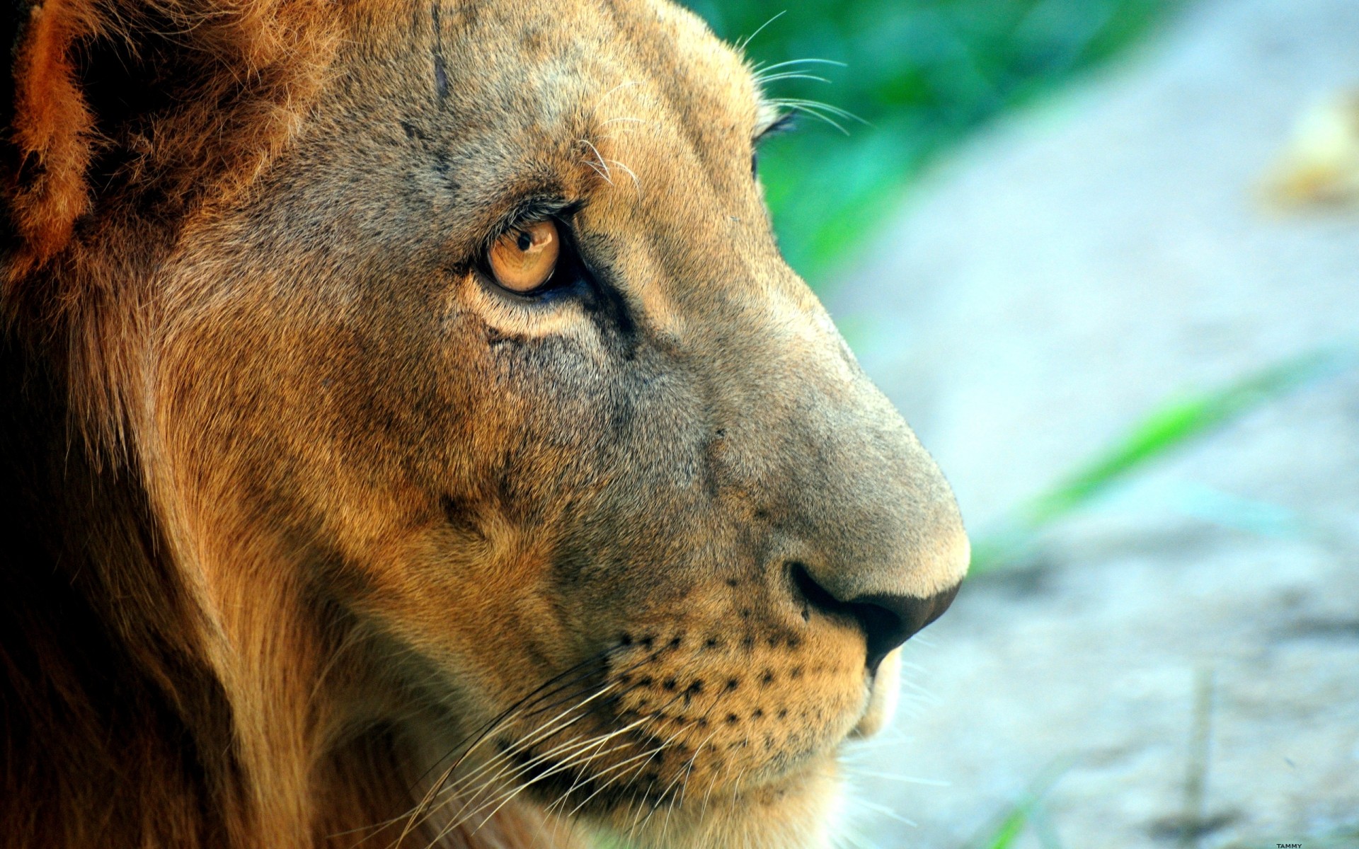 animais vida selvagem mamífero gato natureza animal jardim zoológico leão pele retrato olho selvagem safari grande predador caçador perigo