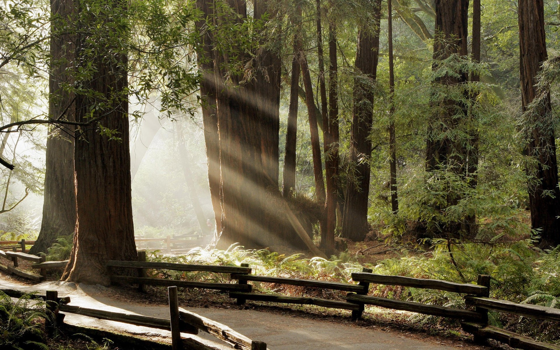 autunno legno albero natura paesaggio foglia parco luce all aperto guida ambiente di viaggio nebbia strada flora scenario