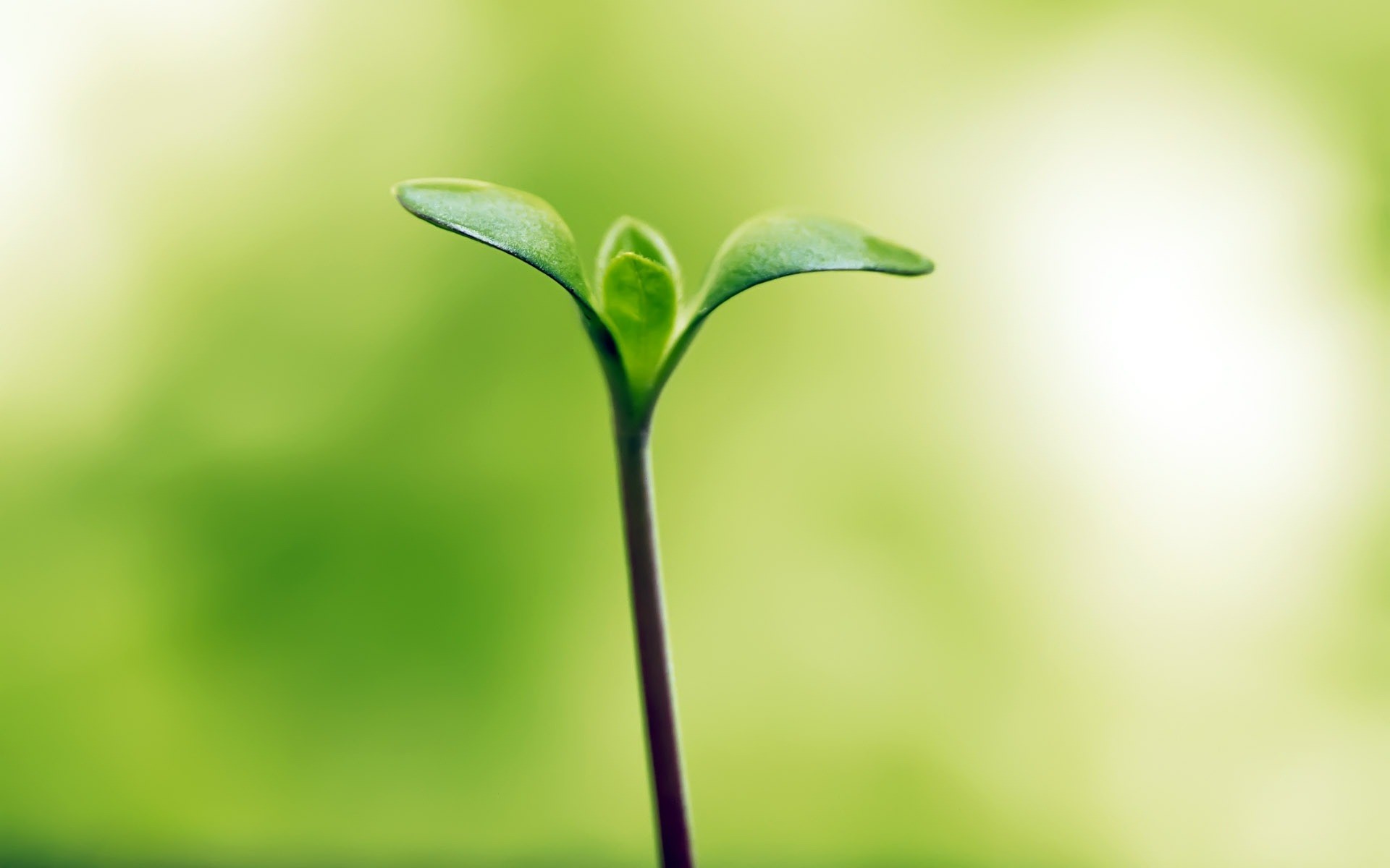 植物 叶 植物 生长 自然 花园 模糊 环境 花 植物