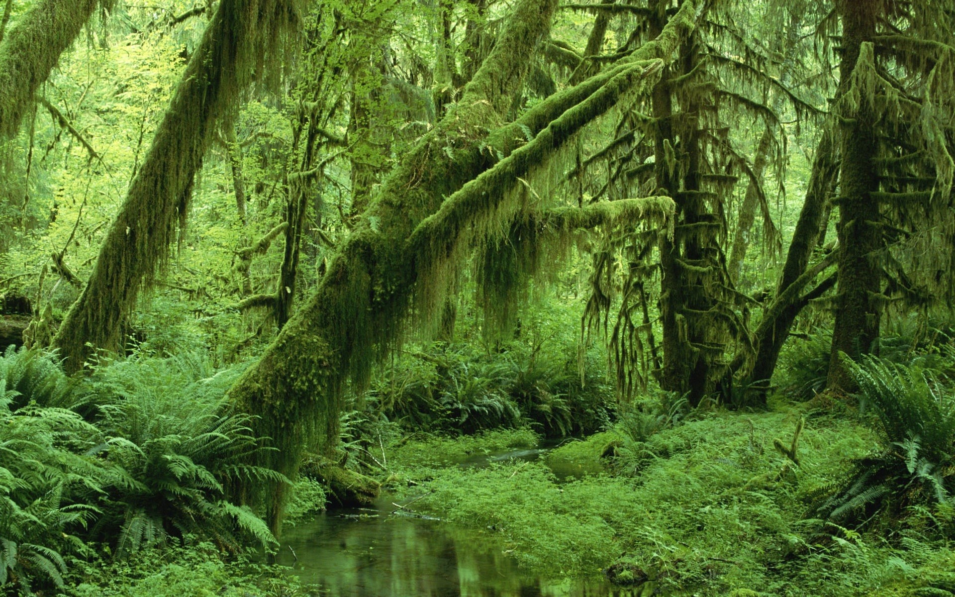 paesaggio legno natura foglia foresta pluviale albero muschio paesaggio fern selvaggio lussureggiante parco flora ambiente autunno giungla viaggi acqua crescita scenario alberi