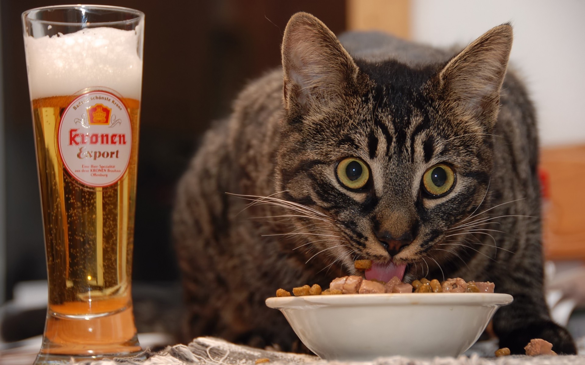 cats drink cat portrait food beer animals