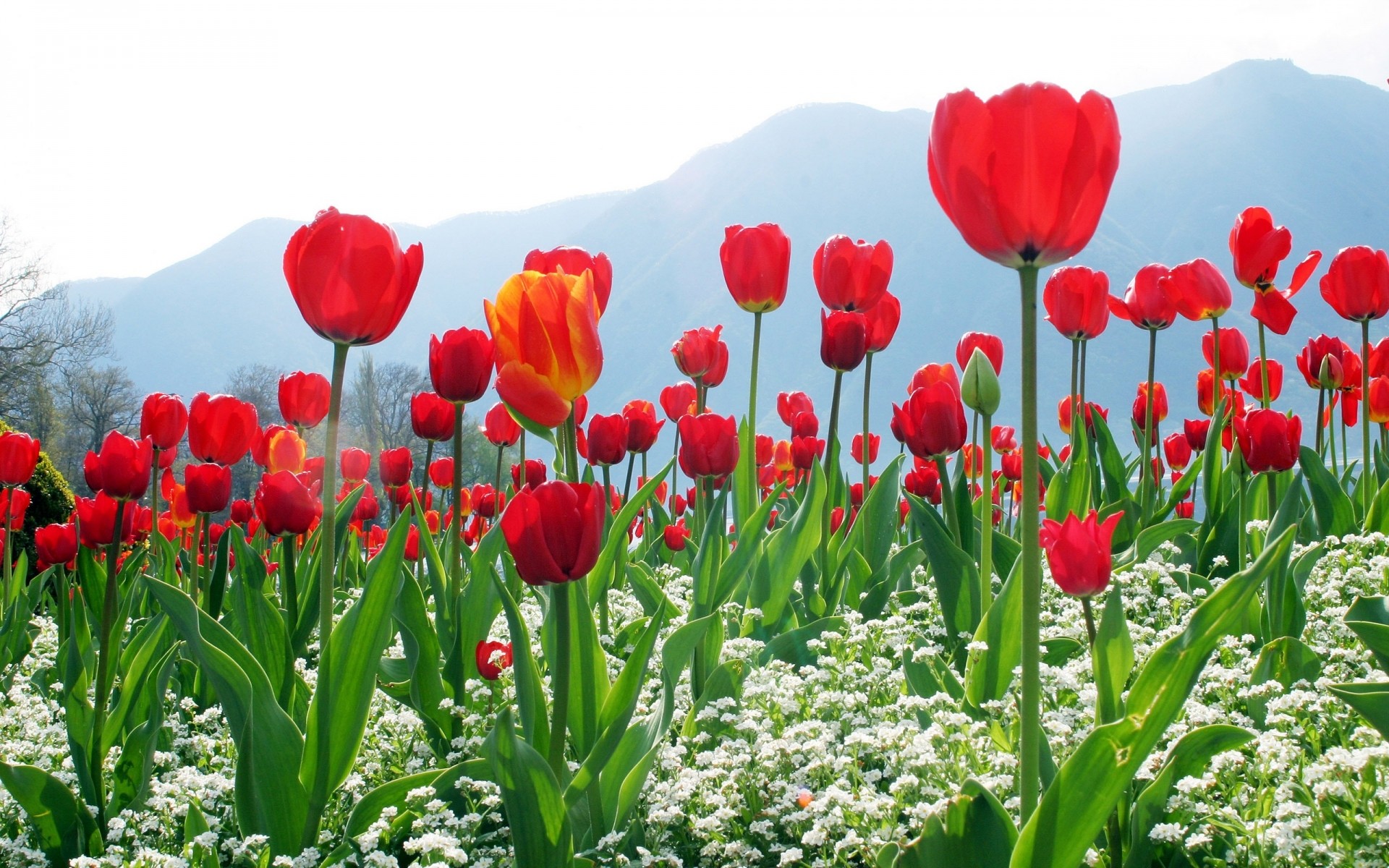 blumen blume natur flora tulpe garten blumen blatt sommer feld jahreszeit farbe hell wachstum ostern blühen blütenblatt gras blumenstrauß lampen