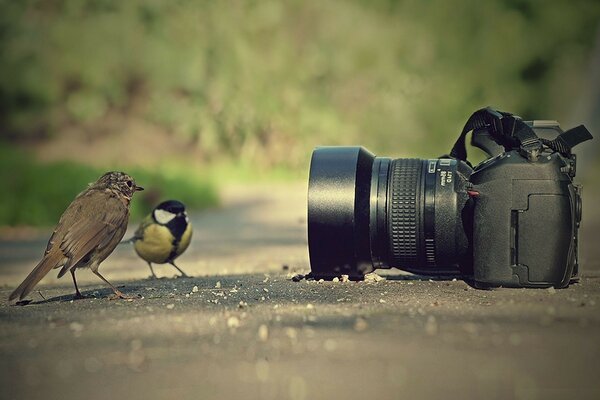 Deux oiseaux près de la caméra