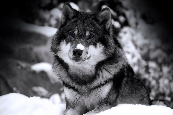 Foto de um cão em um monte de neve