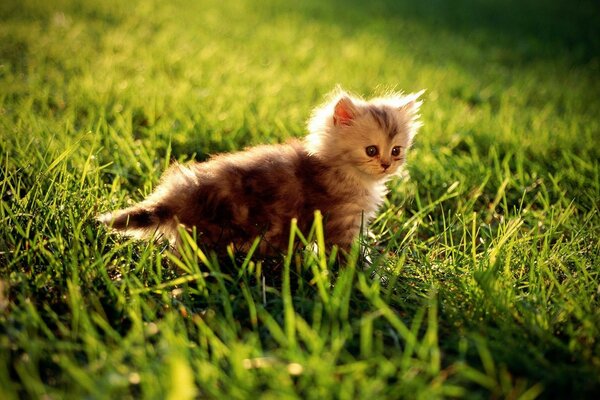 A little kitten in the green grass