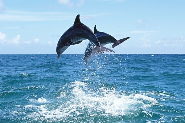 Jump of two dolphins in the middle of the ocean