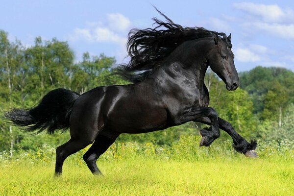 A black horse gallops across the field