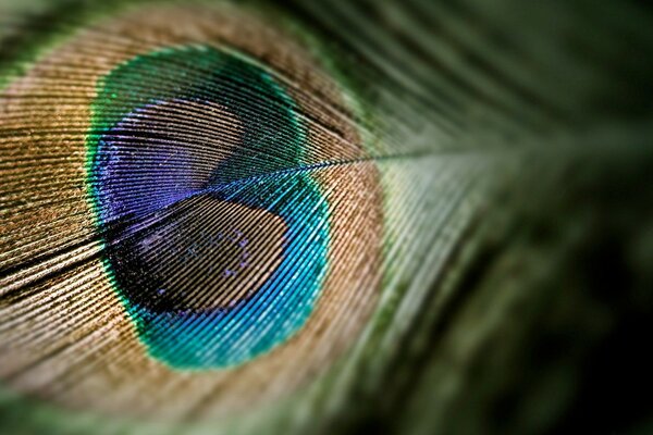 Peacock feather with multicolored tints