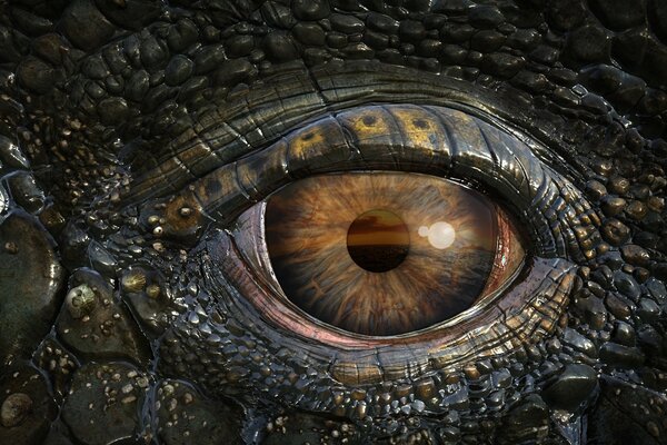 Brown beautiful reptile eye