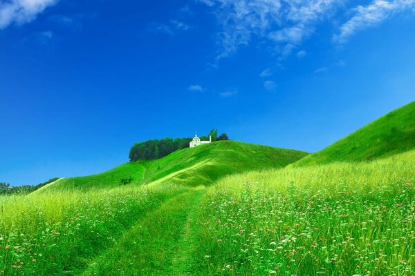 Beau pâturage dans les prairies