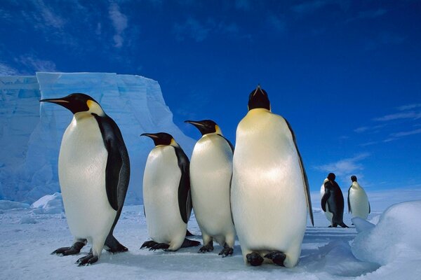 Pingouins dans une journée glaciale de l Antarctique