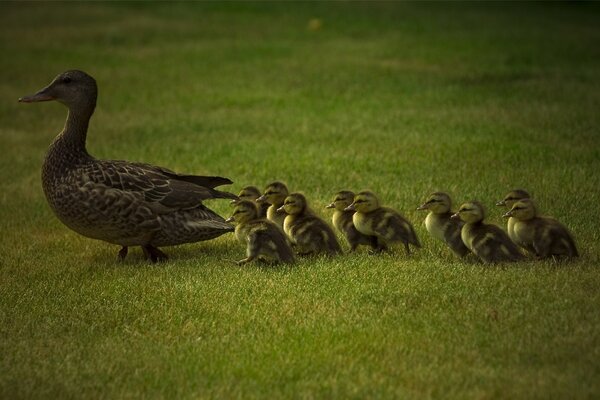 Canard avec des canetons marchent sur l herbe verte