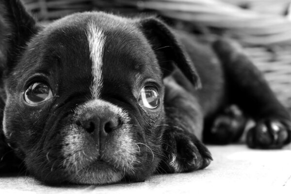 Lindo cachorro negro se encuentra