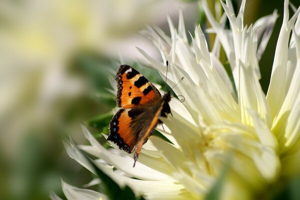 Schmetterling Urtikaria sammelt Pollen von der Blume