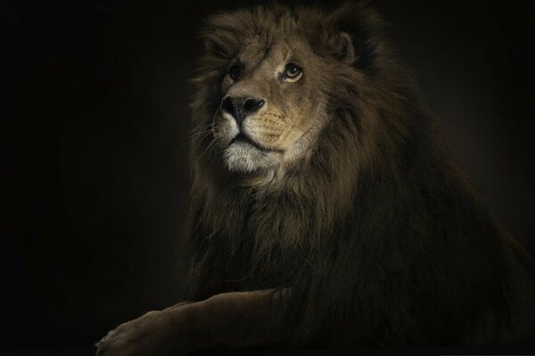 A big lion on a black background