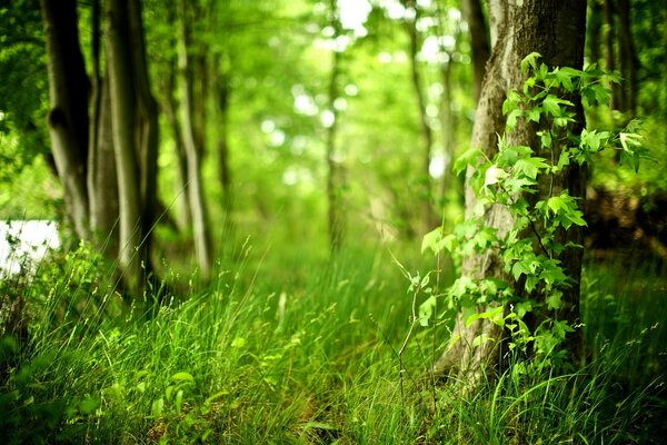 Green grass in the forest on the background