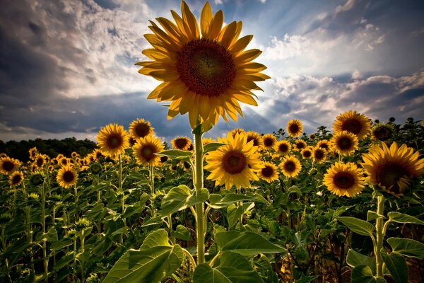 Picture on the desktop photo of a sunflower