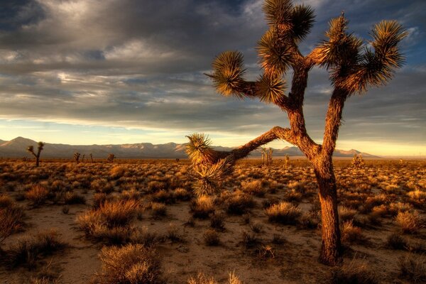 Paisagem do pôr do sol no deserto seco