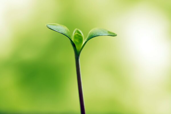 Um novo broto verde que se estende para cima