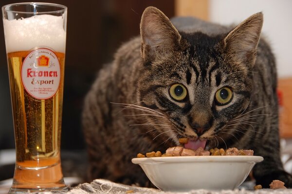 El gato come cerveza